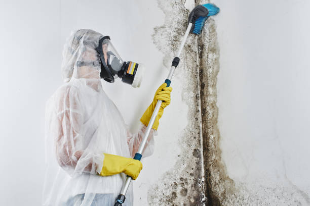 Attic Mold Removal in Aurora, IN