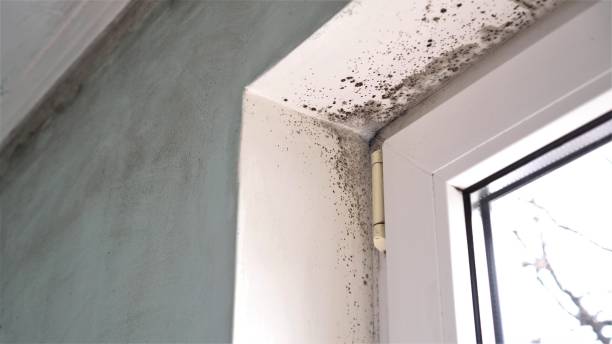 Best Crawl Space Mold Removal  in Aurora, IN