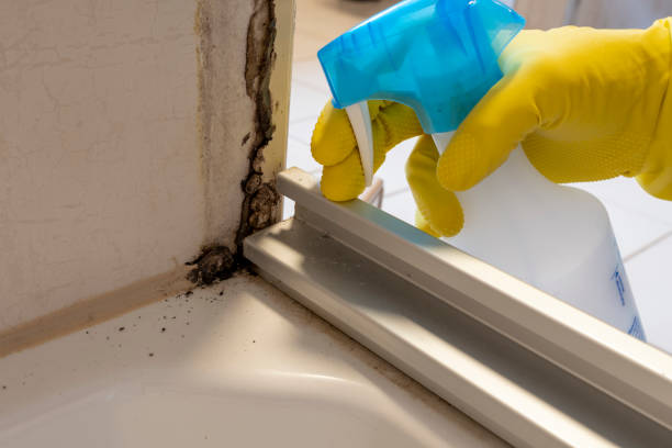 Reliable Aurora, IN Mold Removal Solutions