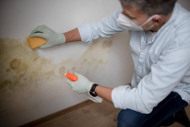 Best Toxic Mold Removal  in Aurora, IN