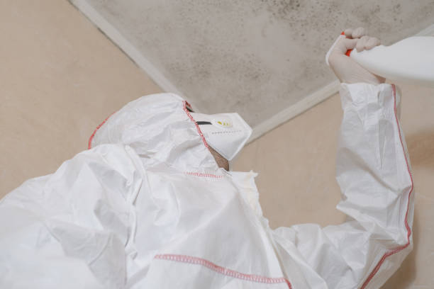 Best Attic Mold Removal  in Aurora, IN