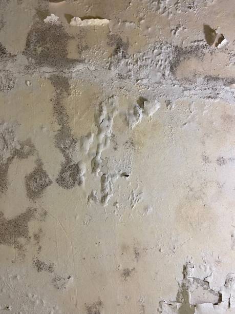 Certified Mold Removal in Aurora, IN