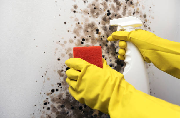 Best Crawl Space Mold Removal  in Aurora, IN