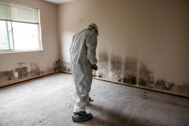 Best Black Mold Removal  in Aurora, IN
