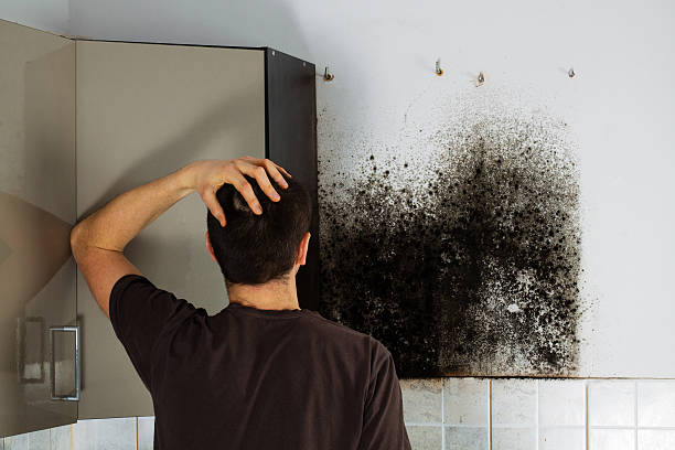 Best Black Mold Removal  in Aurora, IN