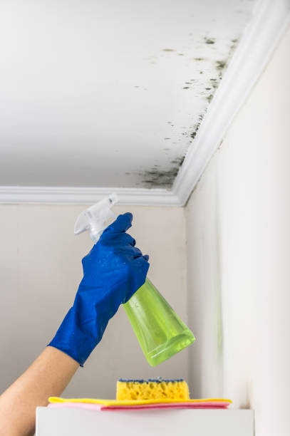Best Best Mold Removal Companies  in Aurora, IN